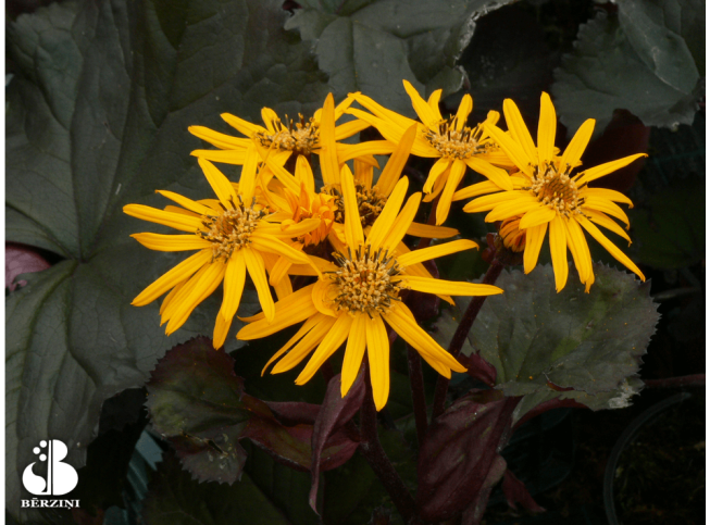 Ligularia   'Britt Marie Crawford'